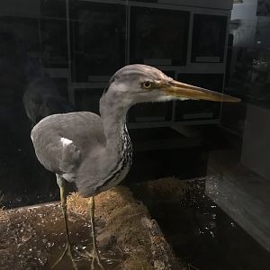 Old Byre heritage centre: Grey heron