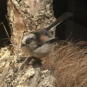 Old Byre heritage centre: Long tailed tit