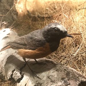 Old Byre heritage centre: Redstart