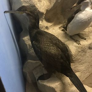 Old Byre heritage centre: Shag