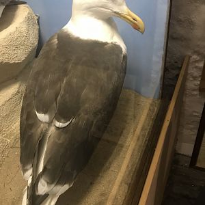 Old Byre heritage centre: Great Black backed gull