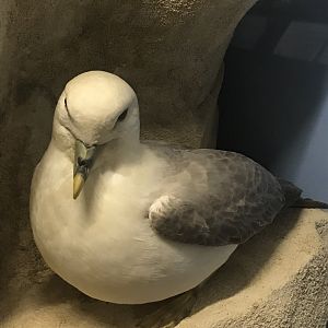 Old Byre heritage centre: Fulmar