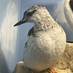 Old Byre heritage centre: Black Guillemot