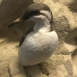 Old Byre heritage centre: Guillemot