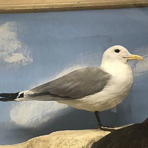 Old Byre heritage centre: Kittiwake
