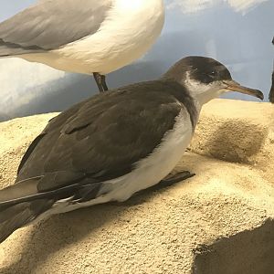 Old Byre heritage centre: Manx shearwater