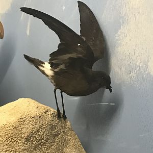 Old Byre heritage centre: Storm Petrel