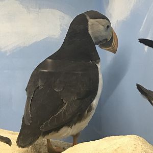 Old Byre heritage centre: Puffin