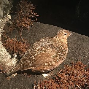 Old Byre heritage centre: Red grouse