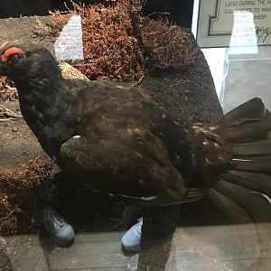 Old Byre heritage centre: Black grouse