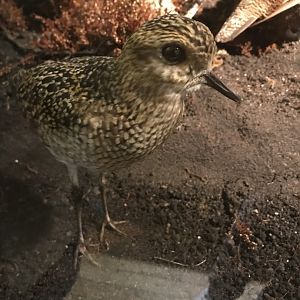 Old Byre heritage centre: Golden plover