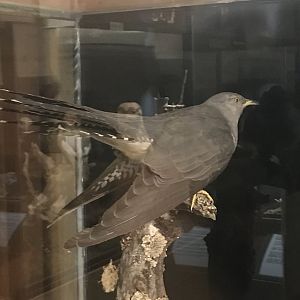 Old Byre heritage centre: Cuckoo