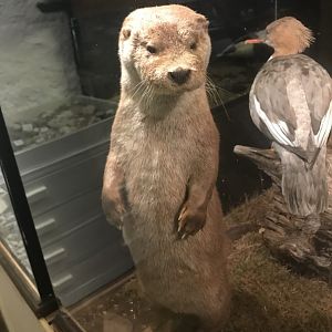 Old Byre heritage centre: European otter