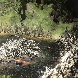 Old Byre heritage centre: Beaver model