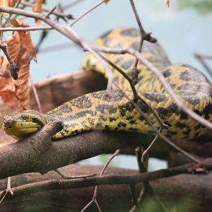 Yellow anaconda