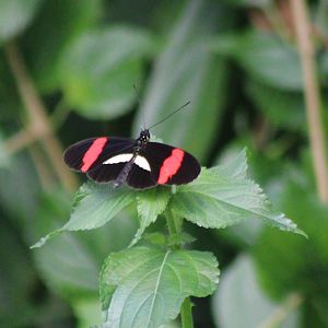 Heliconius butterfly