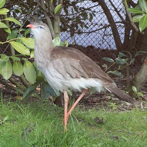 Red-legged seriema