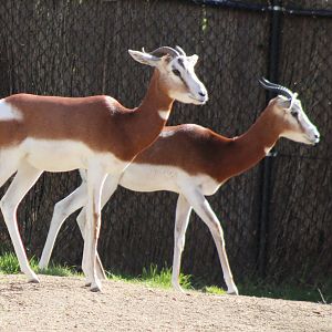 Mhorr gazelles