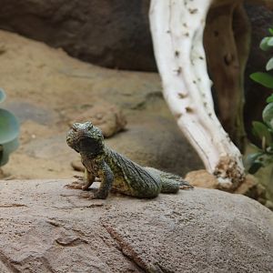 North African mastigure