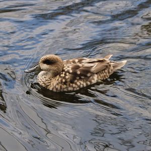 Marbled duck