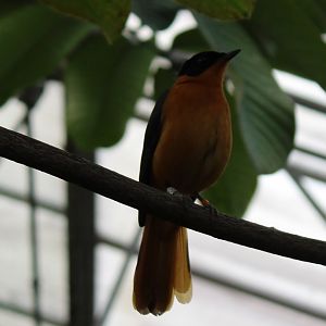 Snowy-crowned robin-chat