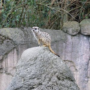 Meerkat