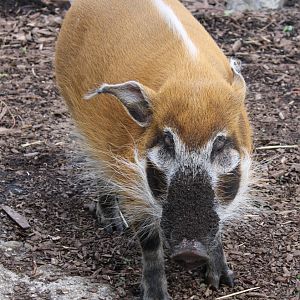 Red river hog