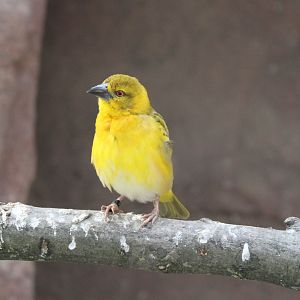 Village weaver