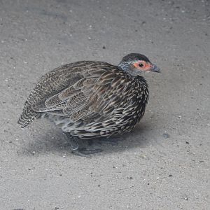 Yellow-necked francolin