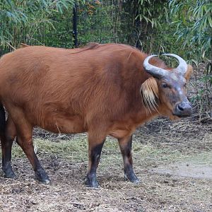 Red buffalo