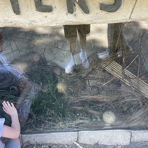 Harvest mouse enclosure