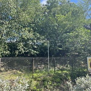 Reeve’s muntjac enclosure