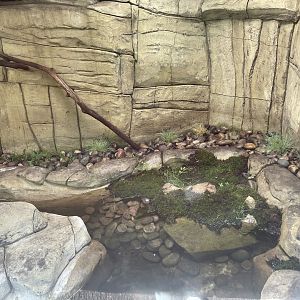 Common water vole enclosure