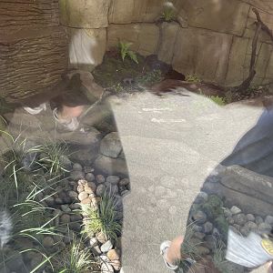 Common water vole enclosure (2)