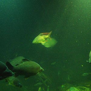 Fish species in tank in Biochron at old Dierenpark Emmen?