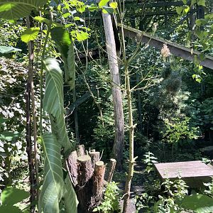 Scottish wildcat enclosure (2)