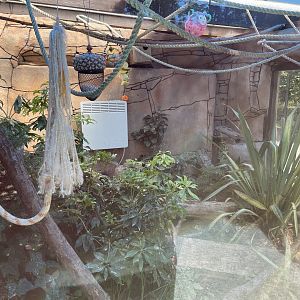 Red collared lorikeet enclosure