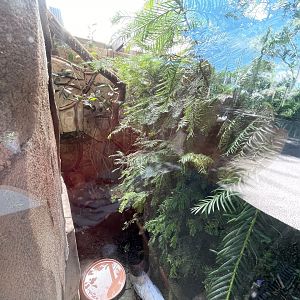 European song thrush enclosure