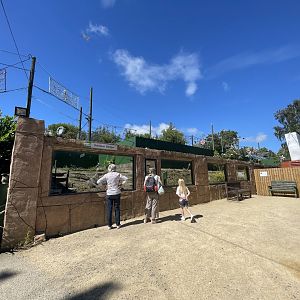 Eurasian badger enclosure