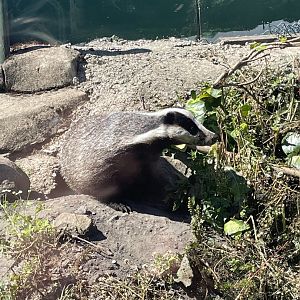 Eurasian badger “Dashie”