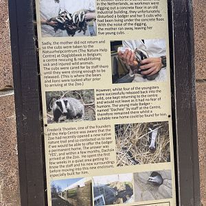 Dashie the badger’s story