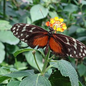 Butterfly (Krefeld Zoo)