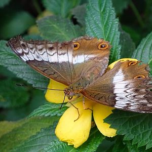 Butterfly (Krefeld Zoo)
