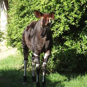 Female Okapi - Zooparc de Beauval - 08/2021