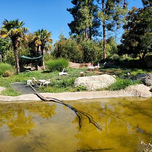 Flamingos - 10 Jun 2022