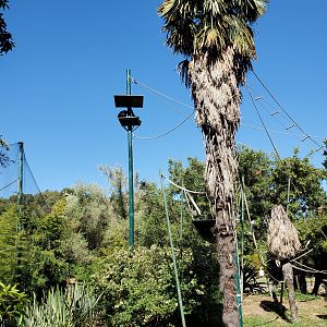 Siamang Island - 10 Jun 2022