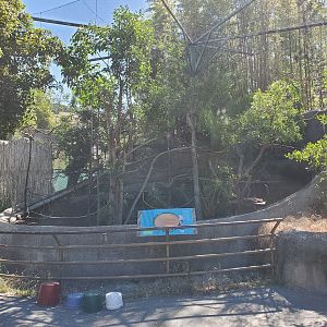 Guira Cuckoo exhibit - 10 Jun 2022