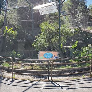 Great Curassow exhibit - 10 Jun 2022