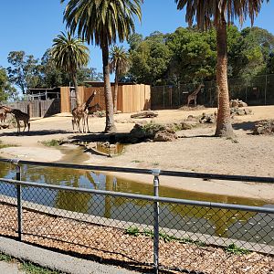 Giraffes - 10 Jun 2022