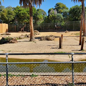 Giraffes (2) - 10 Jun 2022